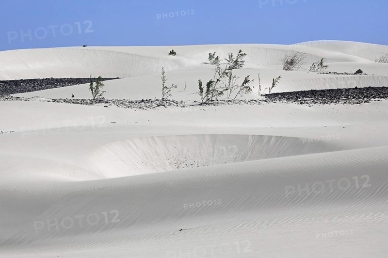 Shrubs growing in white sand dunes on the island Boa Vista