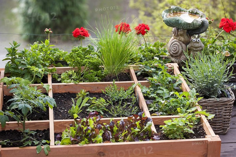 Square foot gardening by planting flowers
