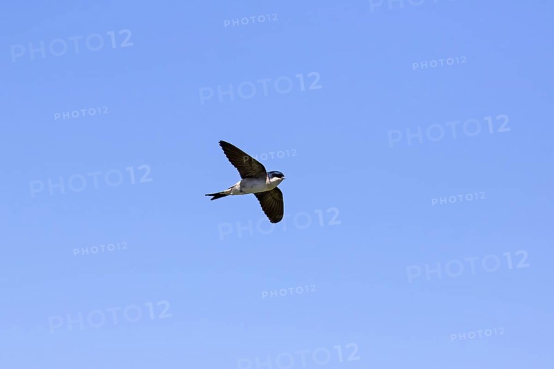 Common house martin