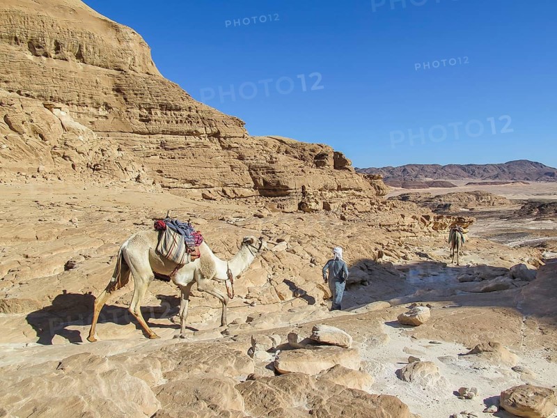 Bedouin leading camel