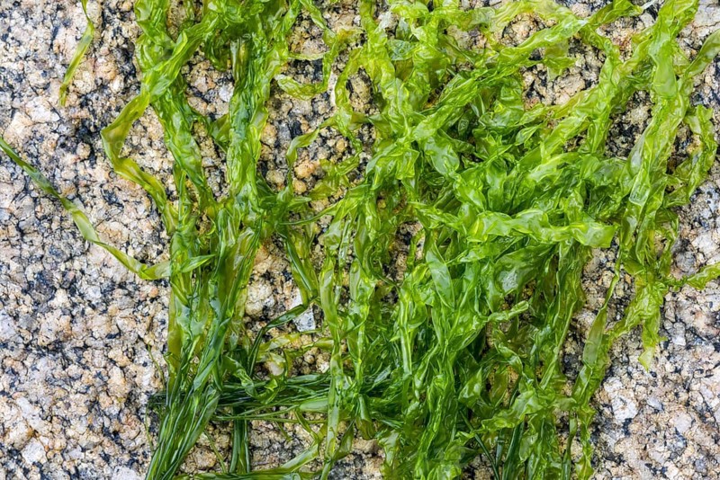 Gutweed
