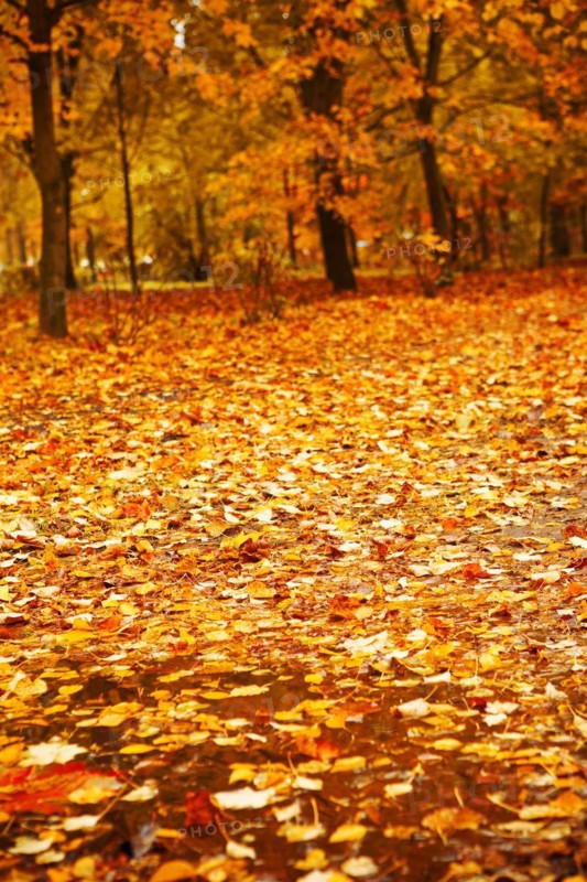 Autumn park after a rain