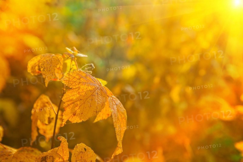 Autumn leaves on blurred illuminated background instagram style