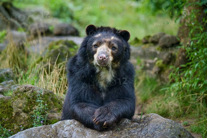 Spectacled bear