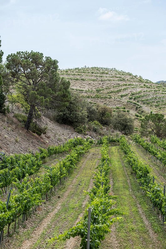 Experience stunning vineyard landscapes in the Priorat wine region