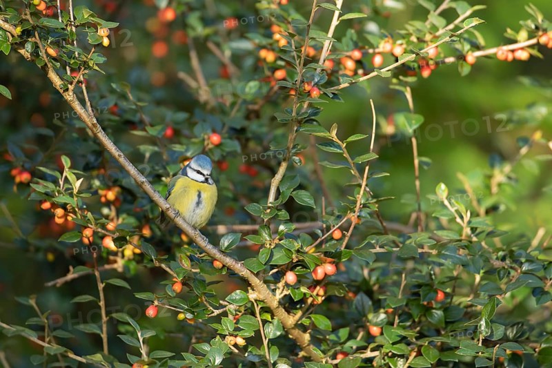 Blue tit