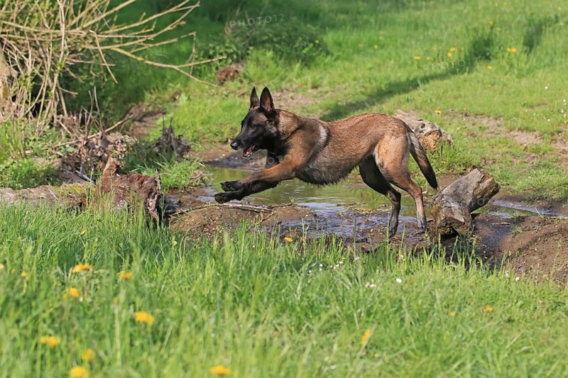 Malinois jumping