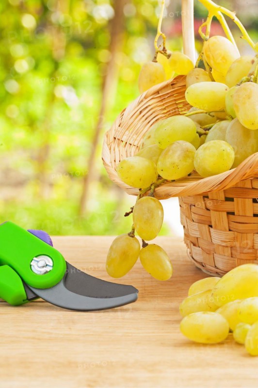 Composition of fresh white grapes in wicker basket and secateurs on wooden table in the vineyard