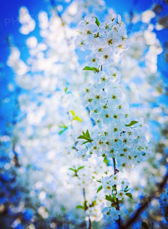 Very bright blossoming cherry tree on background bokeh white flowers instagram style