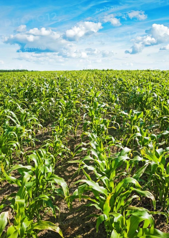 Young maize kernels in the field