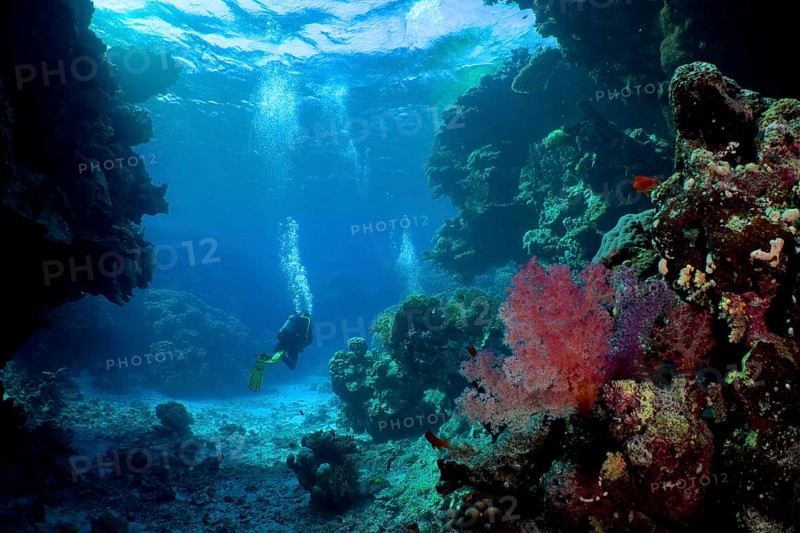 Hemprich's tree coral