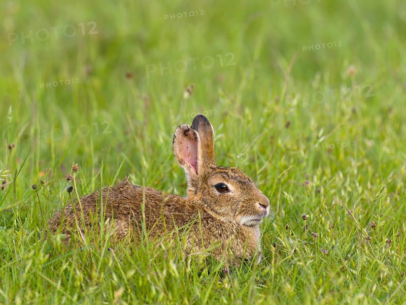European rabbit