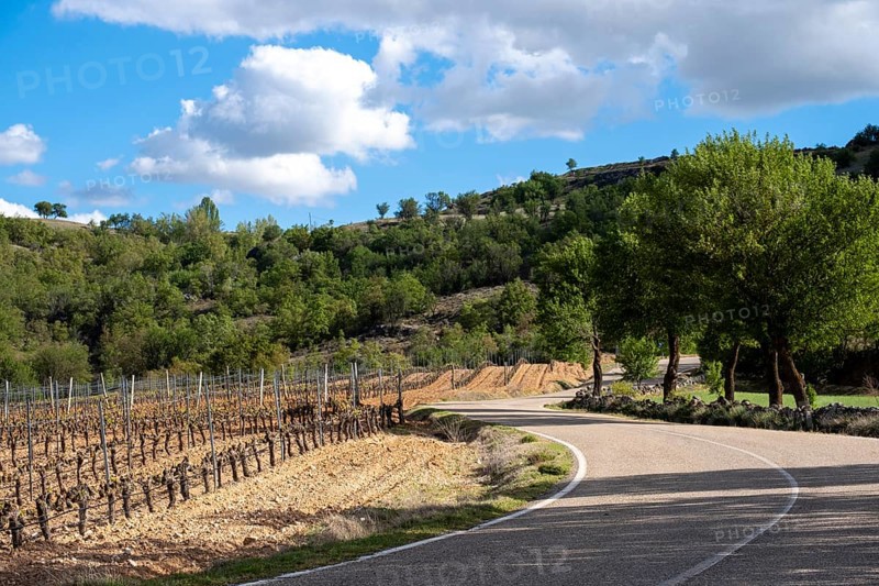 Country road between vineyards in spring in the Ribera del Duero appellation area in the province of Valladolid in Spain