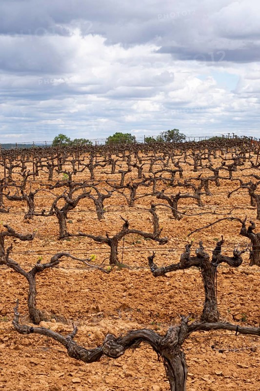 Landscape with vineyards in spring in the designation of origin area of Ribera del Duero wines in Spain