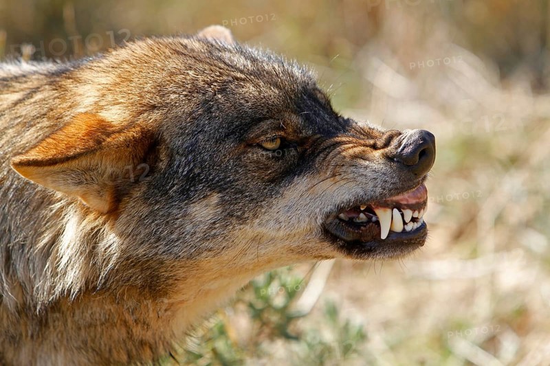 Iberian wolf