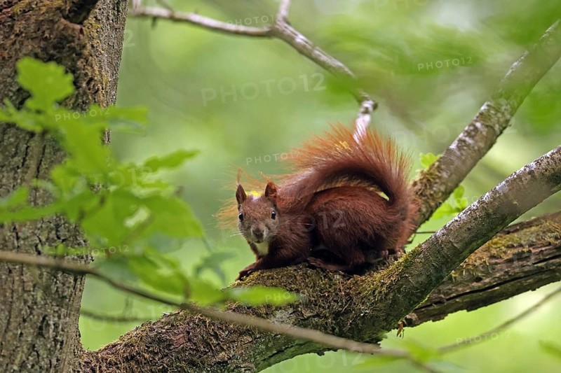 Eurasian red squirrel