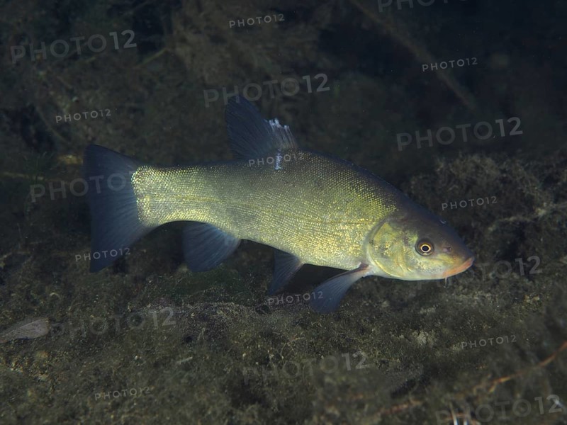 Tench