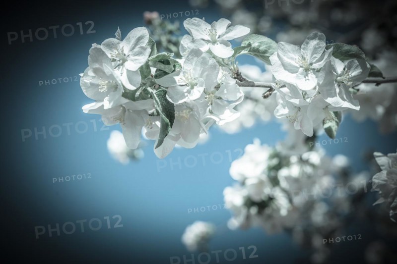 Big branch of blossoming apple tree on sky background
