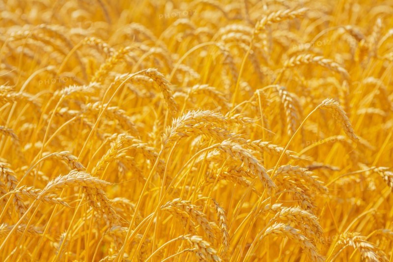 Wheat ears in the field