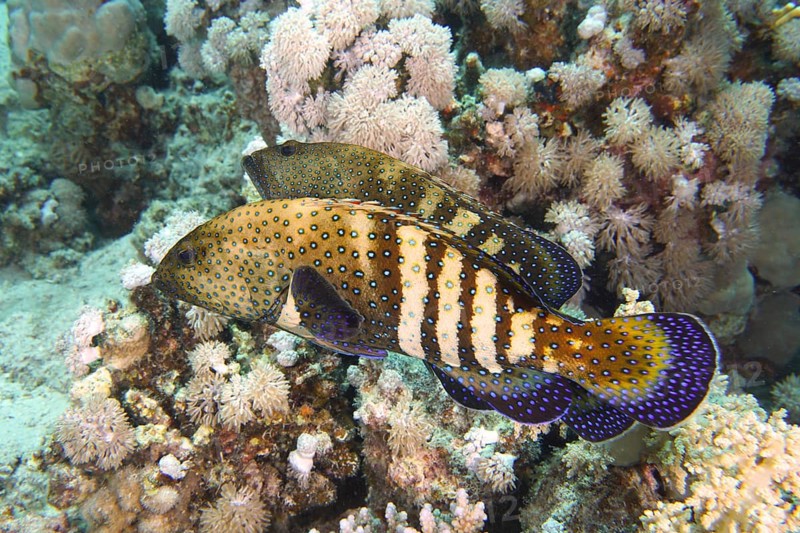 Pair of bluespotted grouper