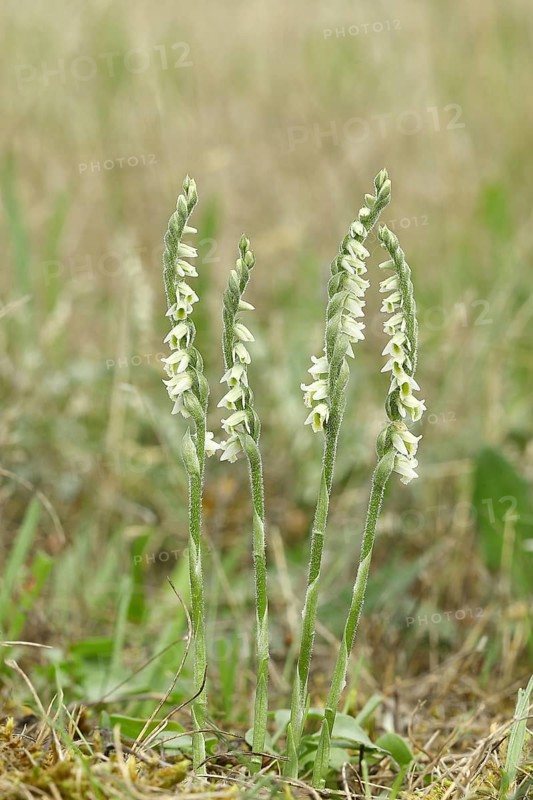 Autumn helleborine