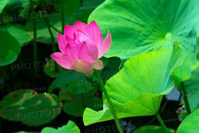 Lotus blossom
