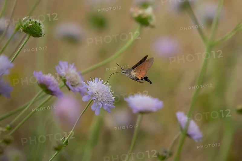 Hummingbird hawk-moth