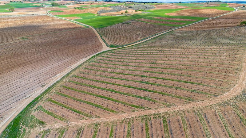 Aerial view of Vineyards in spring in the Ribera del Duero appellation area in the province of Valladolid in Spain