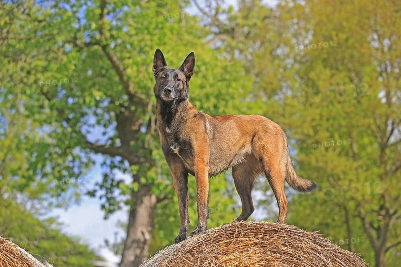 Malinois