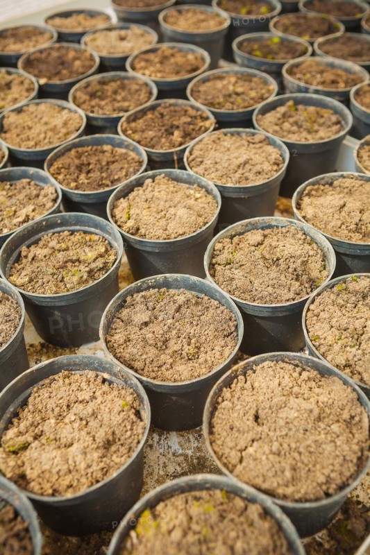 Ground in plastic pots
