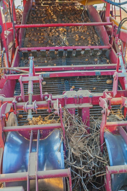 Harvesting potatoes the working element vertical version