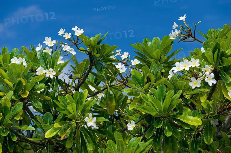 Rhododendron