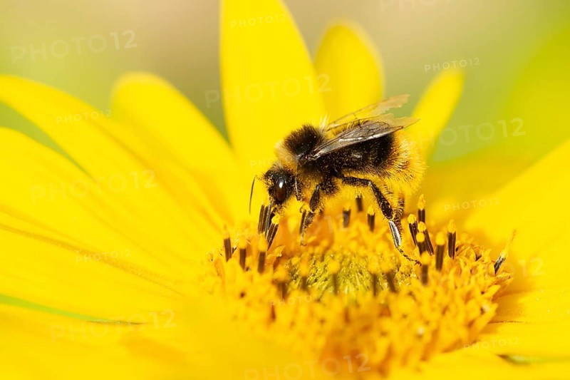Buff tailed bumble bee