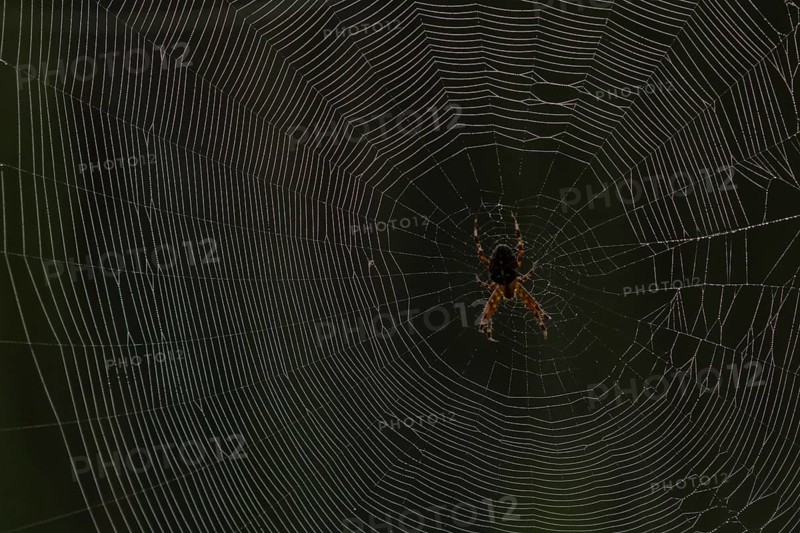 European garden spider