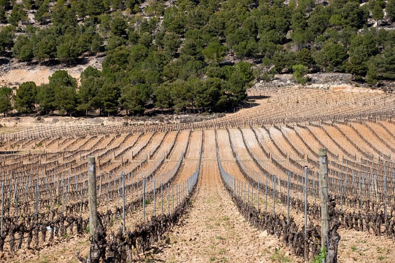 Vineyard in spring in the Ribera del Duero appellation area in the province of Valladolid in Spain