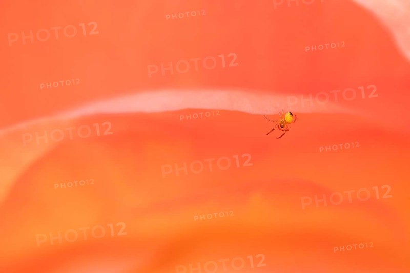 European garden spider