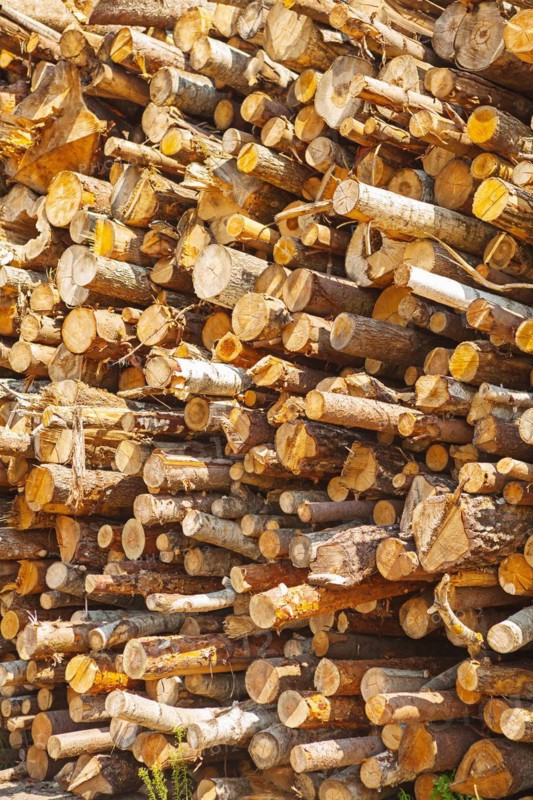 Background Stack of tree trunks