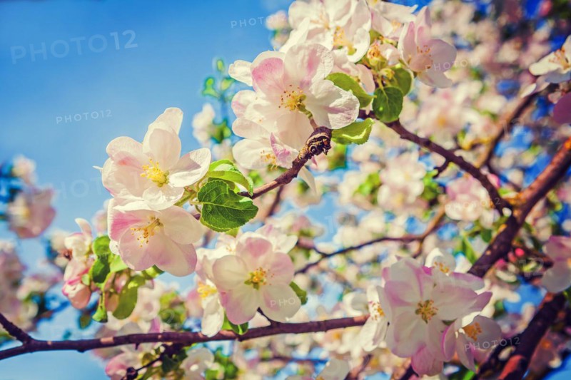 Beauti in nature red apple tree flowers floral background inatagram style