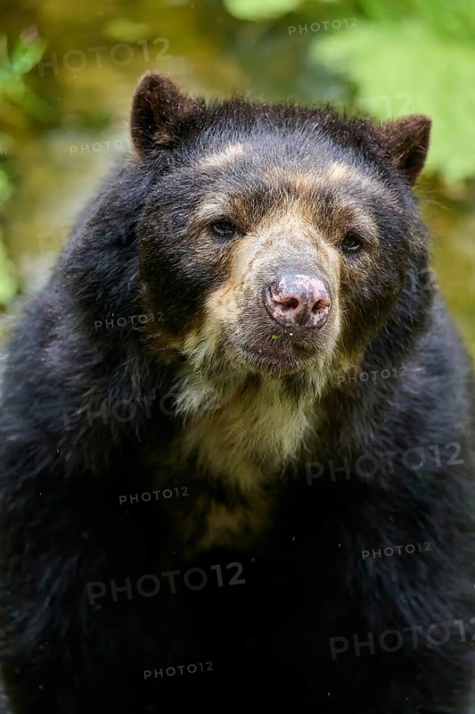 Spectacled bear