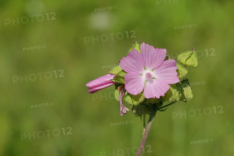 Common mallow