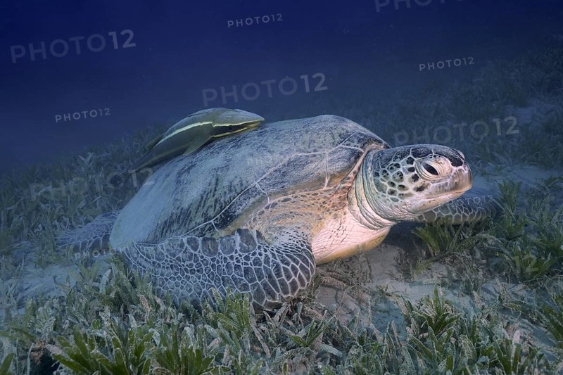 Green turtle
