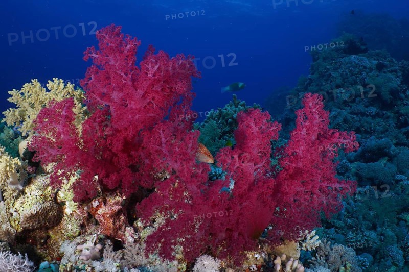 Klunzinger's tree coral