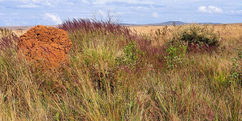 Serra da Canastra landscape with Melinis minutiflora herbs