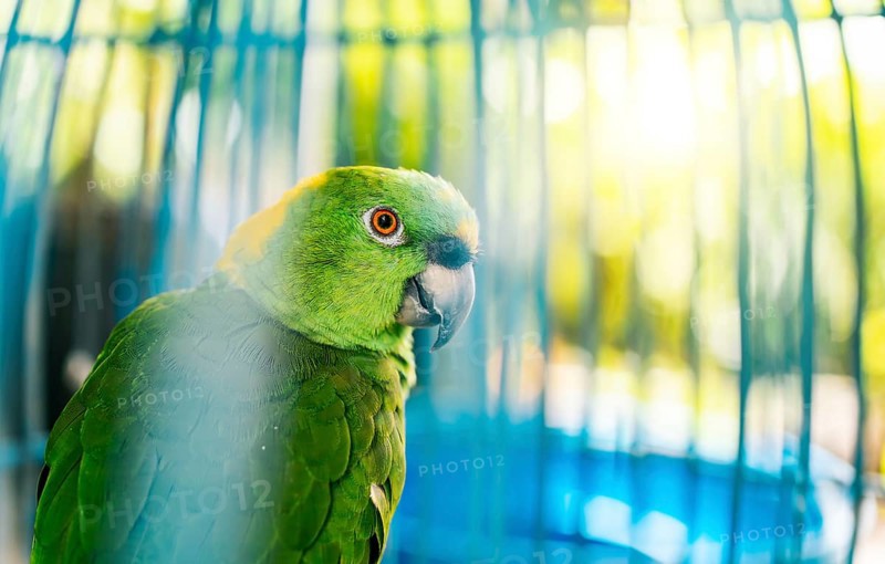 Close up of a beautiful green parrot looking at camera. Portrait of beautiful yellow-naped parro
