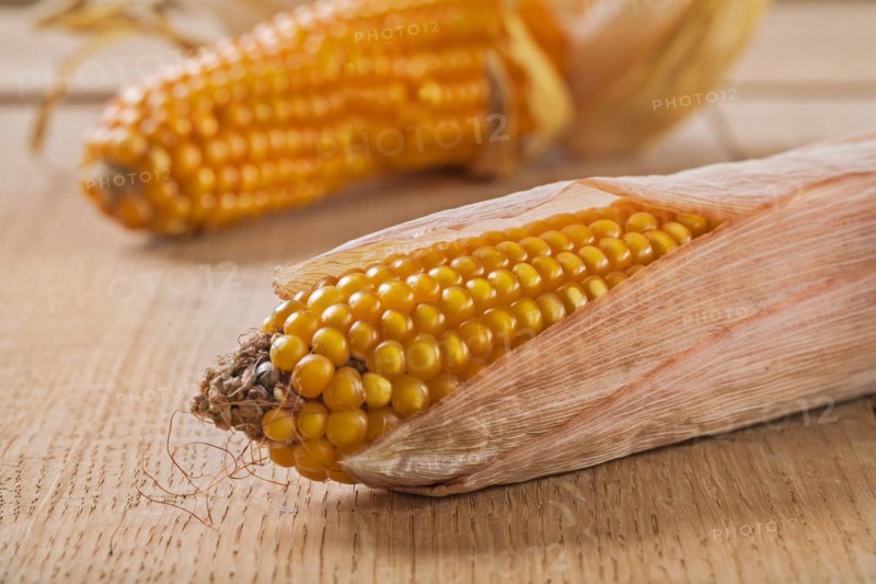 Ears of corn on wooden boards up close