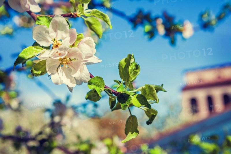 Blossom of apple tree inatagram style