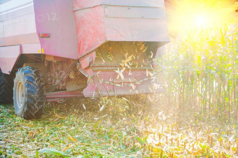 Close up view of combine harvester at the time of harvesting corn rear view agriculture concept