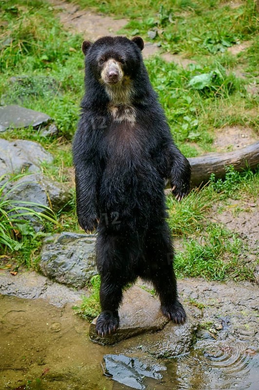 Spectacled bear