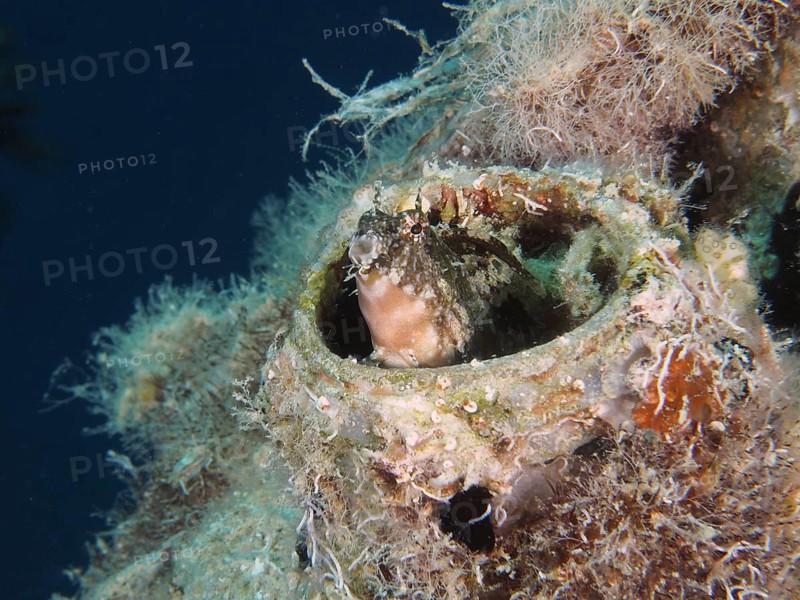 A sabre-toothed blenny