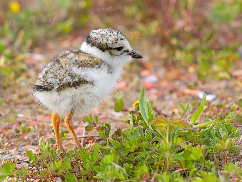 Ringed Plover